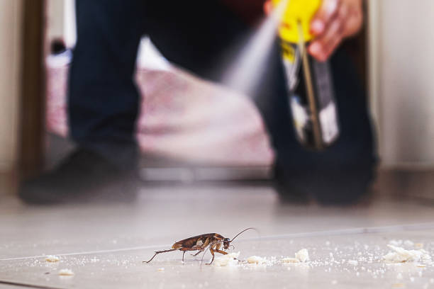 Best Flea Control Services  in Spencerport, NY